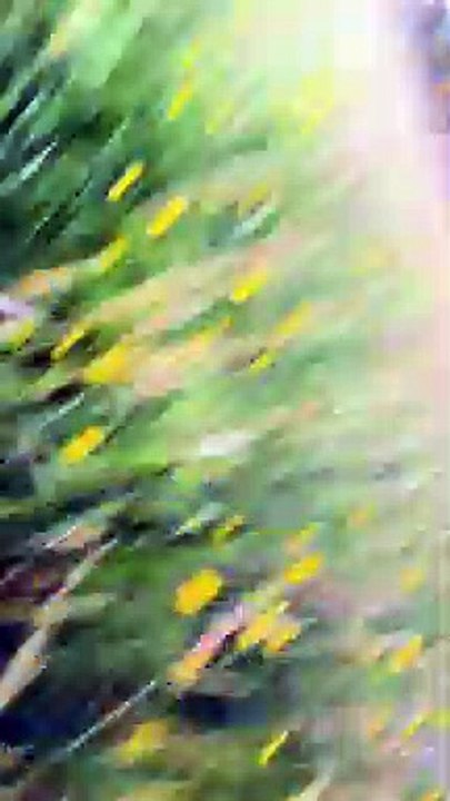 Pretty Dog Video Falls Flat