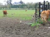 Sainte-Luce sur Loire : des vaches dans un pré (2)