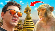 Meet the Monkeys of Swayambhu Temple
