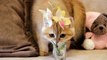 My British Shorthair golden kittens _ Cuteness overload