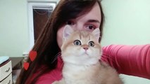 My lovely Kittens _ British Shorthair ♥️