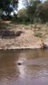16 Asiatic Lions line up to drink water | Gir forest Gujrat in India | wildlife sanctuary | Wild animals  | Incredible India