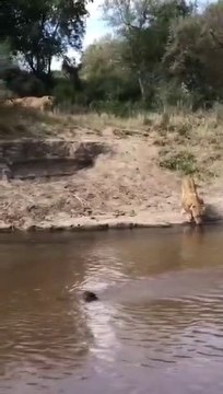 16 Asiatic Lions line up to drink water | Gir forest Gujrat in India | wildlife sanctuary | Wild animals | Incredible India
