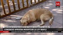 Ciudad de México avanza en derechos de los animales; Congreso aprueba 'Ley Maple'