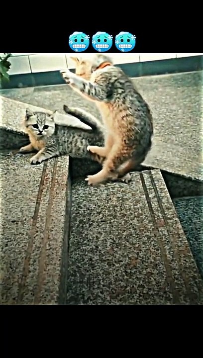Cat videos