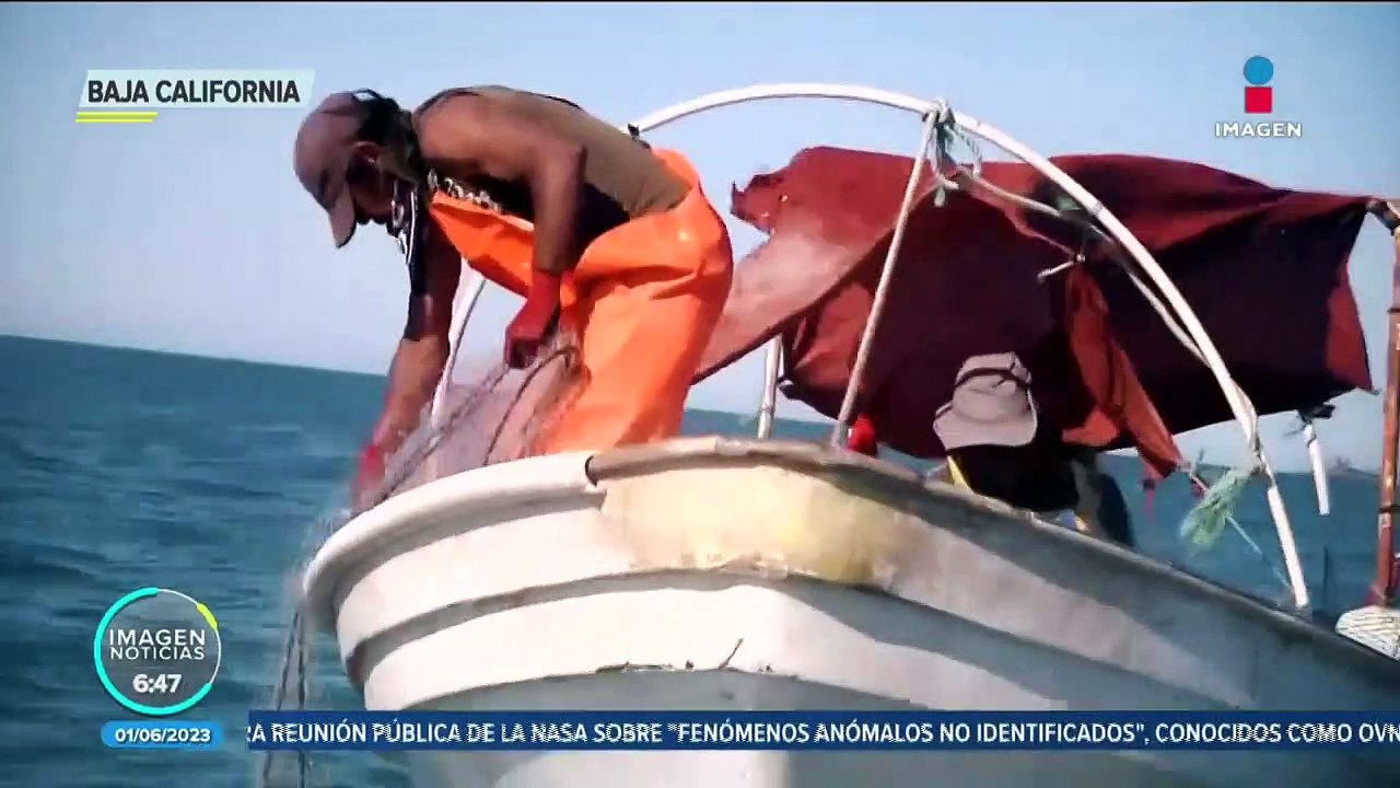 Vaquita Marina: Investigadores buscan a los últimos ejemplares