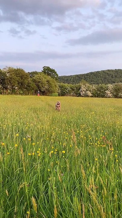 Pretty Dog Video Falls Flat