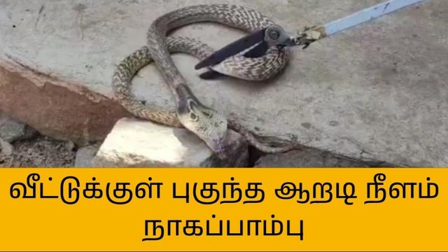 வேலூர்: வீட்டுக்குள் புகுந்த 6அடி நீள நாகப்பாம்பு-பதறிய குடும்பம்!
