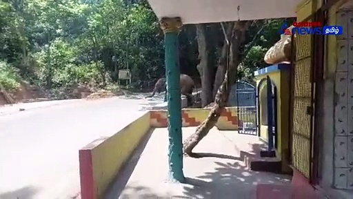 Watch : சமவெளியை விட்டு மலைப் பகுதிக்குள் சென்ற ஒற்றை காட்டுயானை! மேட்டுப்பாளையம் பகுதி மக்கள் நிம்மதி!