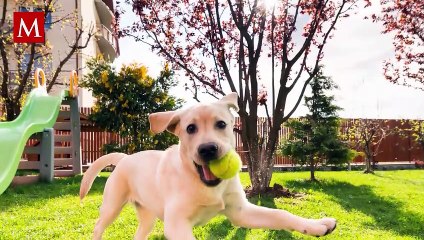 Perrito destroza billetes y su travesura se hace viral
