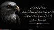 Essential Words from the Wise - Aqwal zareen - Urdu quotes | funtainment plus