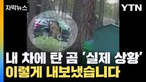 [자막뉴스] '실제 상황' 내 차에 탄 대형 곰, 어떻게 내보내야 할까요? / YTN