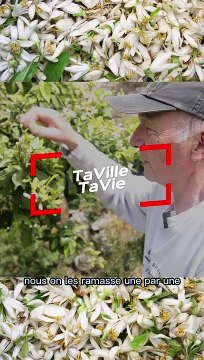 la cueillette des fleurs d'oranger!