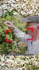 la cueillette des fleurs d'oranger!