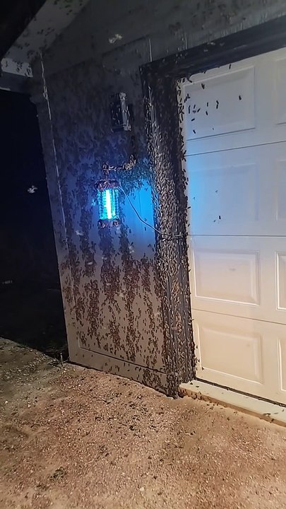 Crazy Colorado Moth Migration