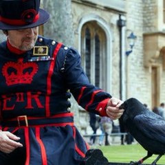 There are always ravens in the Tower of London?