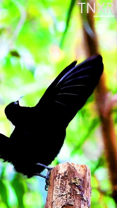 Amazing Beautiful Birds In The World #shorts #shortsfeed #birds #birdsounds #nature