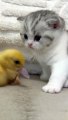 Cat Fight With Little Duck | Cats Funny Moments | Animals Funny Moments | Cute Pets | Funny Animals