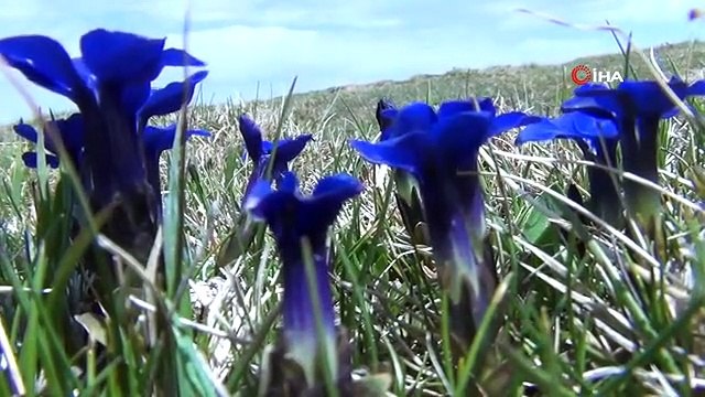 Karlar eridi, yılın son kardelenleri çiçek açtı