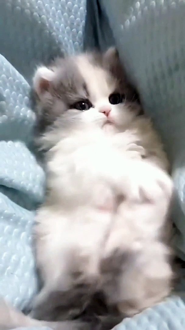 ⁣Cats Funny Moments | Animals Funny Moments | Cute Pets | Funny Animals #animals #pets #cats #pets