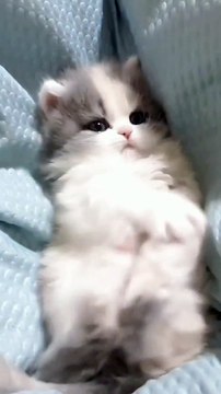 Cats Funny Moments | Animals Funny Moments | Cute Pets | Funny Animals #animals #pets #cats #pets