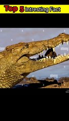 Top 5 interesting fact about animals