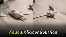 ขำปอดโยก.. หมาปั๊กโชว์สเต็ปลงเนินสะเทือนโลก จนวิวพุ่งแตะ 2 ล้าน