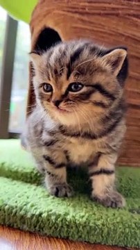 Cats Funny Moments | Animals Funny Moments | Cute Pets | Funny Animals #animals #pets #cats #funny