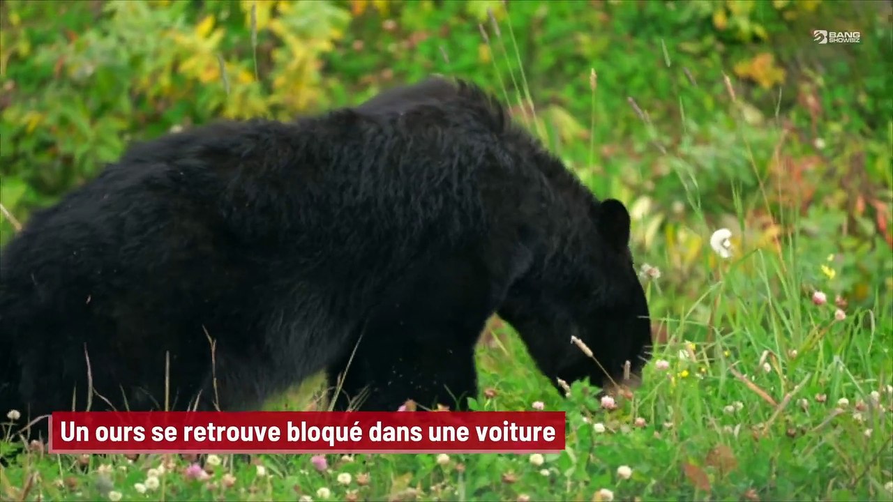 Un ours se retrouve coincé dans une voiture