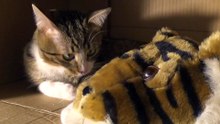 Brave Cat Bites a Tiger