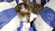 Cat Stretches His Toes