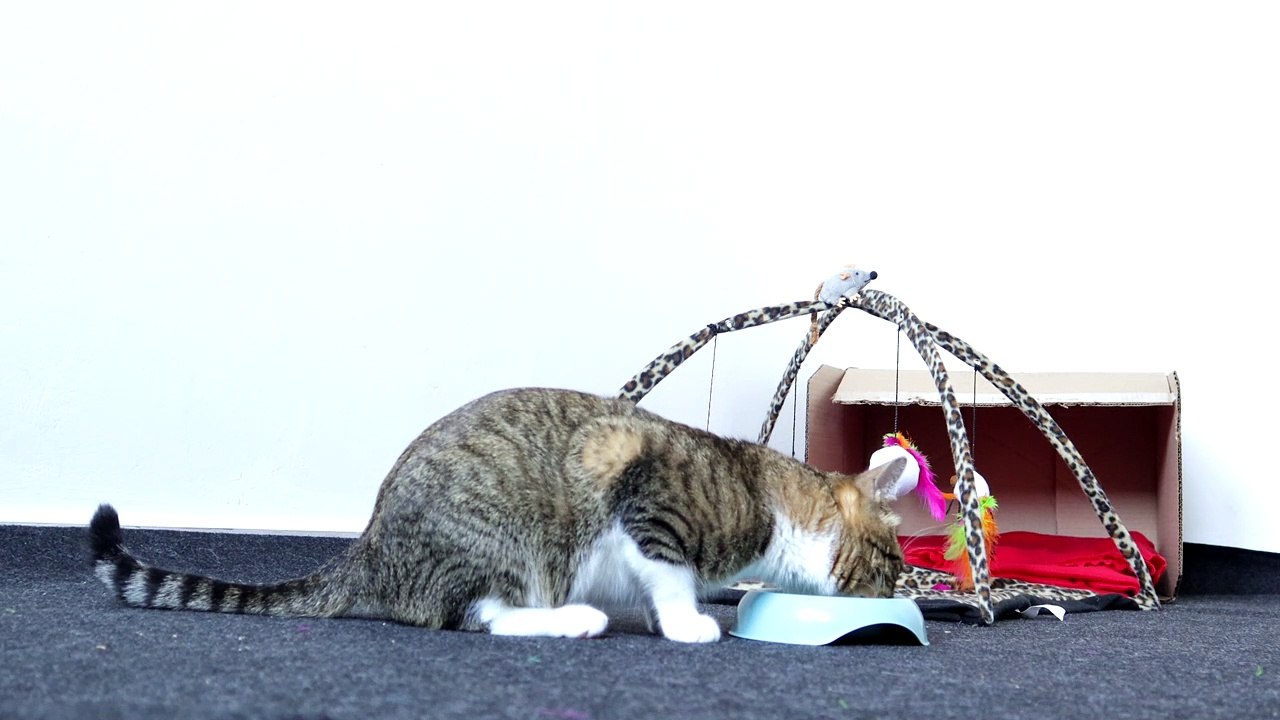 The Hungry Kitten