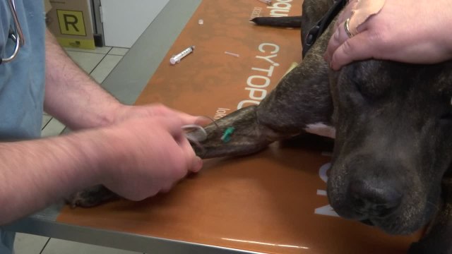 In Alto Adige dal 2024 scatta l'esame obbligatorio del DNA per i cani
