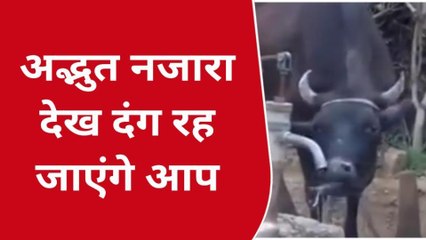 जबलपुर: प्यास की इंतिहा हैंडपंप चलाती गाय, वीडियो हुआ वायरल