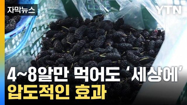 [자막뉴스] 원래도 효과 좋다던 그 열매...엄청난 연구 결과 / YTN