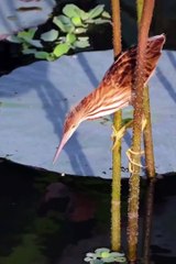 Living without happy life of bird