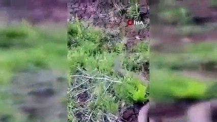 Elazığ'da görüntülendi: Isırığı bir insanı öldürmeye yetiyor!