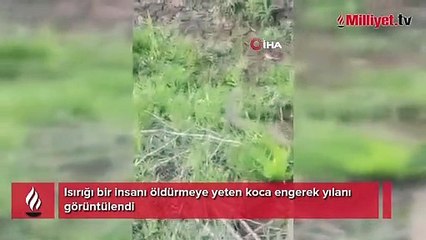 Isırığı bir insanı öldürmeye yeten koca engerek yılanı görüntülendi