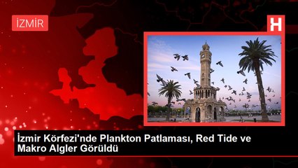 İzmir Körfezi'nde Plankton Patlaması, Red Tide ve Makro Algler Görüldü