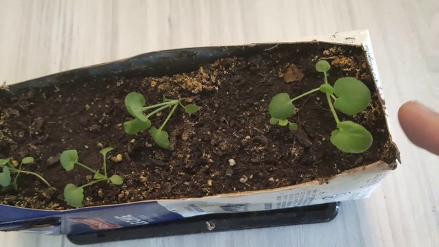 COMO GERMINAR PENSAMIENTOS O TRINARIAS Y COMO TRASPLANTAR PENSAMIENTOS PASO A PASO