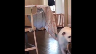 New Funny Videos 2023  Cutest Cats and Dogs  Part 131