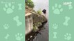 Hero Rescues Stranded Yorkshire Terrier From Drowning | Wild-ish TV