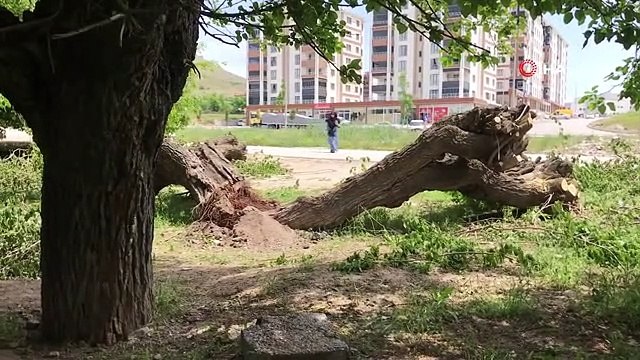 Asırlık dut ağacı ortadan ikiye ayrılıp devrildi