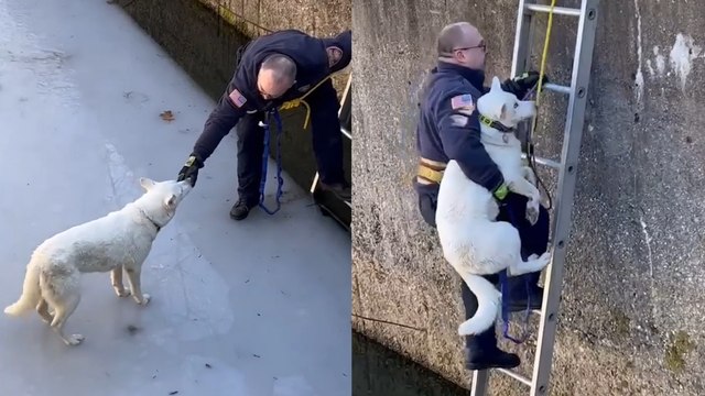 HEROIC firefighters rescue trapped Dog stuck in icy pool!