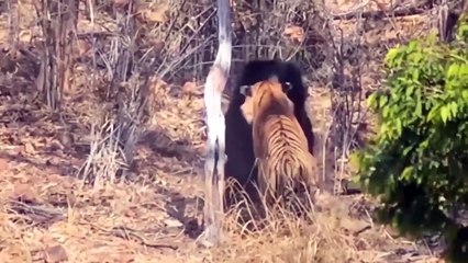 How The Tiny Mongoose Survives In A World Of Large Predators Lion Fails in Mongoose Civet Hunt