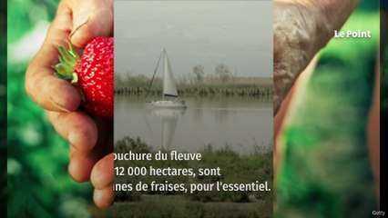 Les producteurs espagnols de fraises craignent le boycott des supermarchés européens