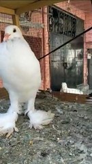 Fancy kabutar white # subscribe my channel