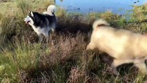 My Malamute Hates Bath Time! : Giant Malamute Dog Hates Bath Time And Does Anything