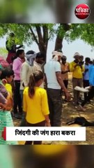 अजगर-बकरे की लड़ाई, जिंदगी की जंग हारा बकरा