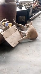 Like share and follow